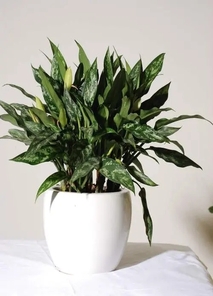 海曙花木租赁服务好